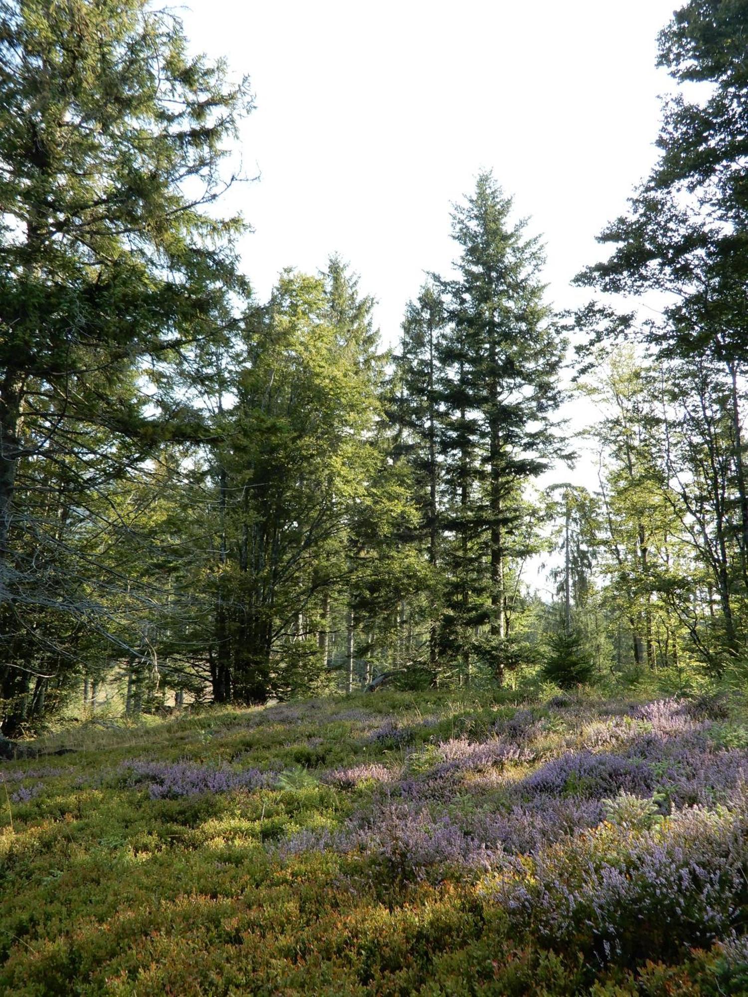 Gartenferienhaus "Annaluise" Schönau im Schwarzwald Dış mekan fotoğraf